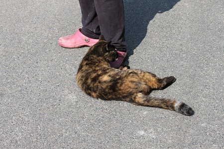 5がつの ぱしゃまつりにゃ