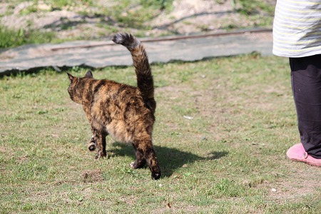 つーしょっと にゃのかにゃ~