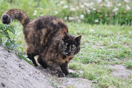 かめりゃ めせんにゃ