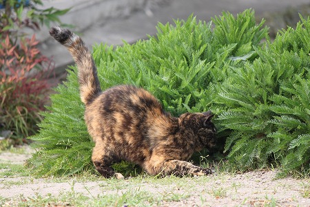 5がつの ぱしゃまつりにゃ