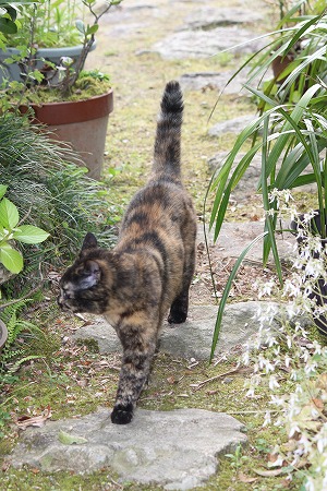 5がつの ぱしゃまつりにゃ