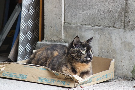 あばれてるにゃ