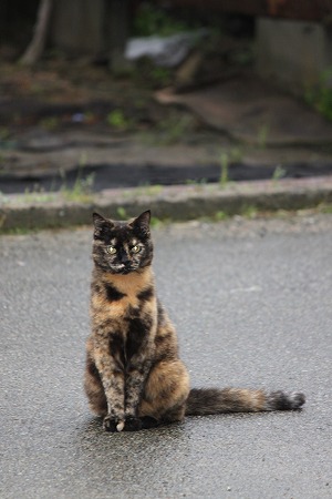 うごけるにゃ