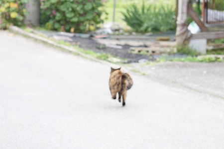 うごけるにゃ