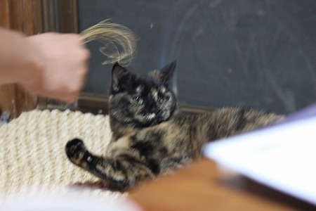 おつきあい だいじにゃ