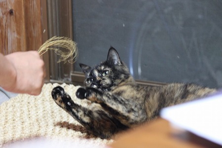 おつきあい だいじにゃ