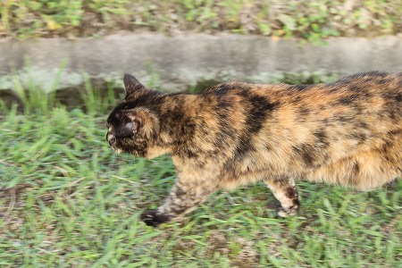 ぜんこくてきにゃ
