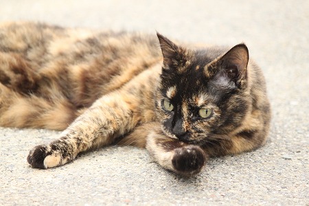 やせーのかん にゃのかにゃ~
