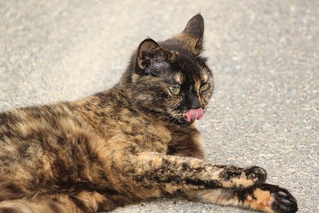 やせーのかん にゃのかにゃ~