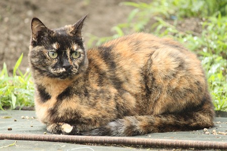 ちがいのわかる?