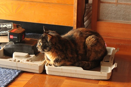 わがやに おっきにゃの!