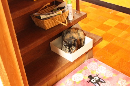 わがやに おっきにゃの!