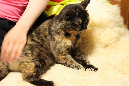 7がつの ぱしゃまつり