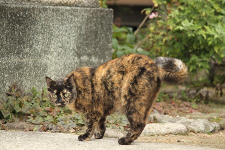 きょーも へーわにゃ