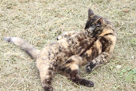 ふぁすにゃ~