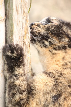 7がつの ぱしゃまつり