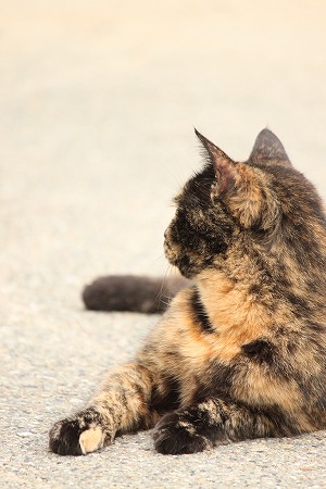 7がつの ぱしゃまつり