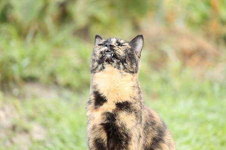 7がつの ぱしゃまつり
