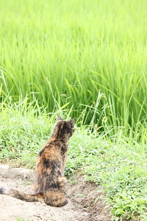 きゅーけーちゅー
