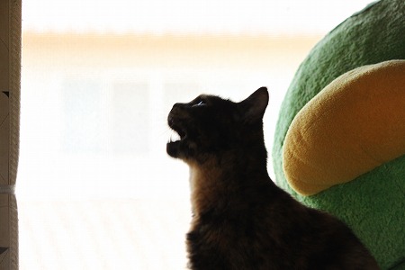 9がつだって ぱしゃまつり