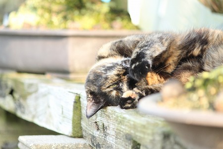どっちもにゃ