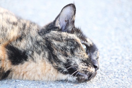 いつものことにゃ