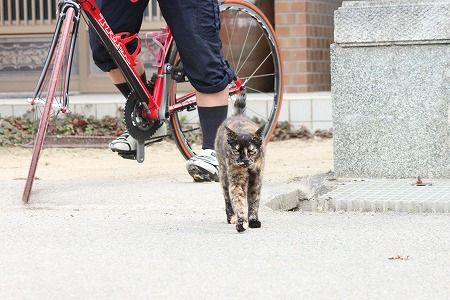 ものおもうにゃ