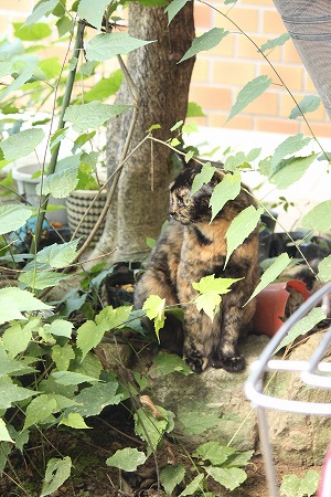 にゃんぽー はがくりぇにゃ