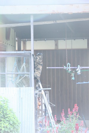 とびまくりゅにゃ