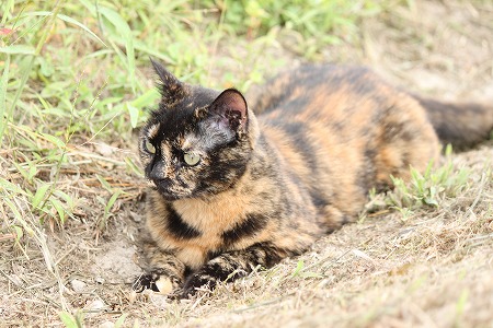 あおいのは