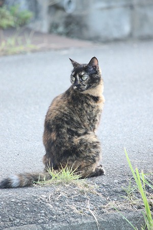 みてりゅのは