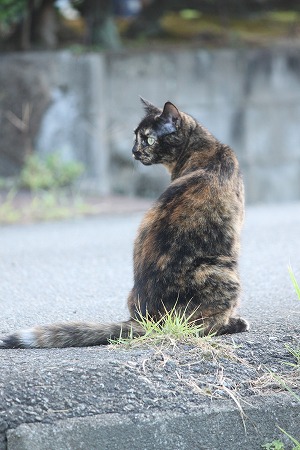 みてりゅのは