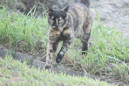 とびまくりゅにゃ