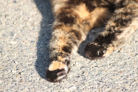 ついでみたいにゃ