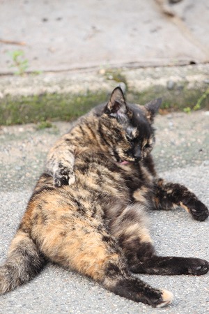 こまりゅにゃ~