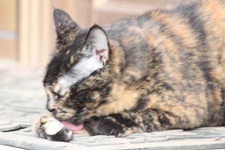 よにゃかの あっぷにゃ