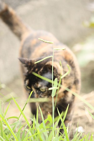 にゃにかにゃ~ ②