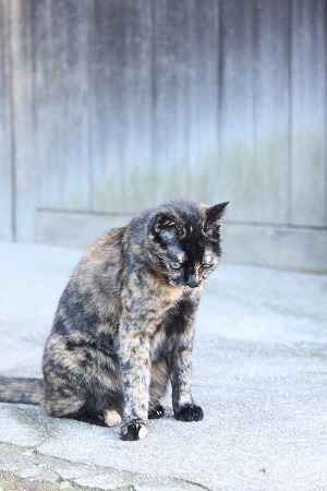 マメマメそーだんしつにゃ