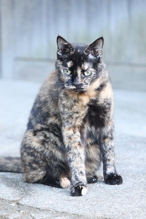マメマメそーだんしつにゃ