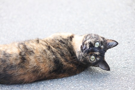 ぱしゃの うでまえ