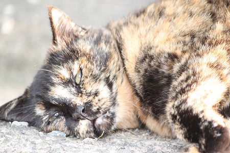 9がつだって ぱしゃまつり