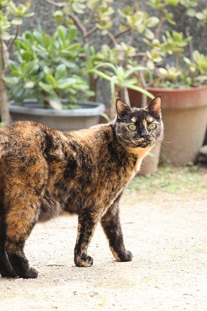 そりょそりょ かもにゃ~