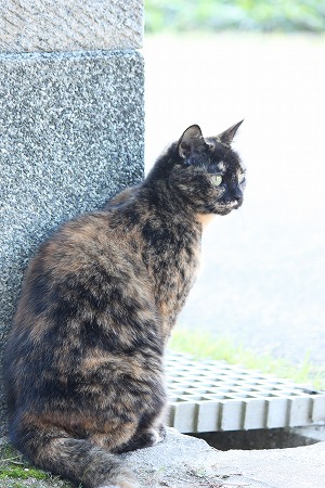 のぞいてみりゅにゃ