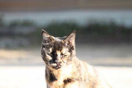 1ぱしゃ= 1まぐろ