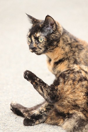 9がつだって ぱしゃまつり