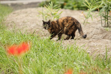 9がつだって ぱしゃまつり