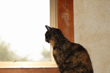 9がつだって ぱしゃまつり