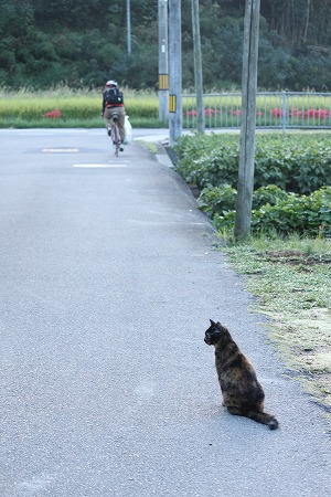 にゃいすにゃ ぱしゃ