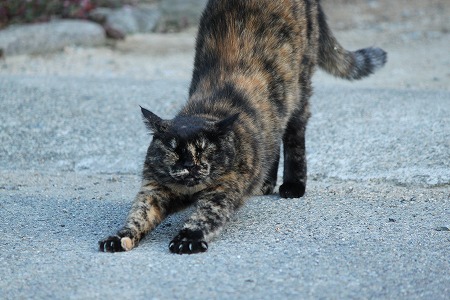 はださむいあさにゃ
