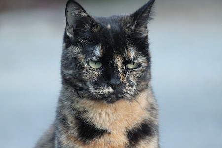 はださむいあさにゃ